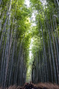 Massenandrang im Bamboo Forest