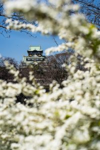 Osaka Castle hinter Kirschblüten